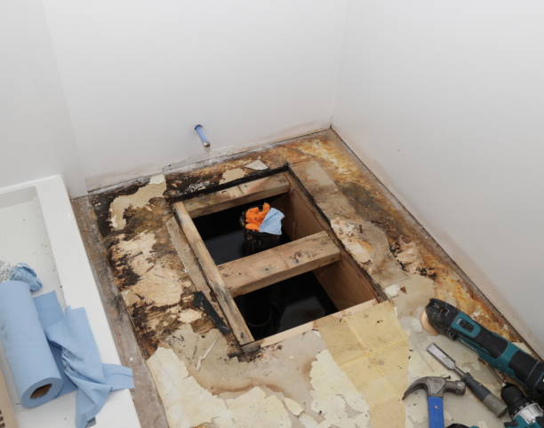 Best Health and Safety Mold Remediation in Des C, AR